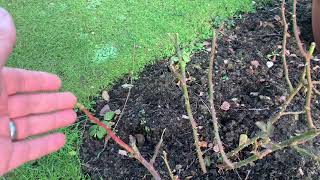 Nip It In The Bud Winter Rose Garden Maintenance