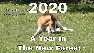 A Year in The New Forest - The New Forest Video Diary Review of 2020 #leavenotrace #thenewforest