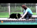 florida dog trainer