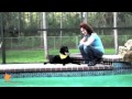 florida dog trainer