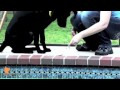 florida dog trainer