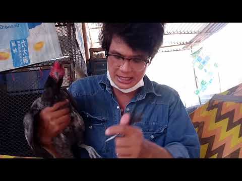การดูเกล็ดตาบอดคืออะไร