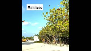 Maafushi Island 2021 Maldives Kaani Beach Arena