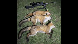 Calving Time Fox Carnage - Foxin Friday Ep14