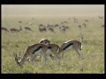 110km/h Cheetah attack gazelle