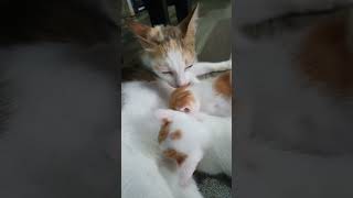 Mama Cats Is Taking Care Of Her Babies