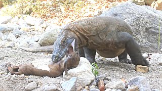 Spectacular Video Of Komodo Dragon Grab And Swallow A Newborn Goat