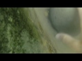 underwater dredging pov