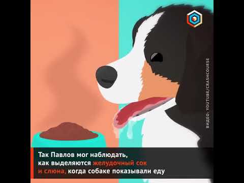 Собака Павлова – Эротические Сцены