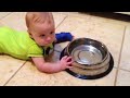 Dog bowl