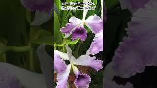 X Laeliocattleya C. G. Roebling Blue Indigo