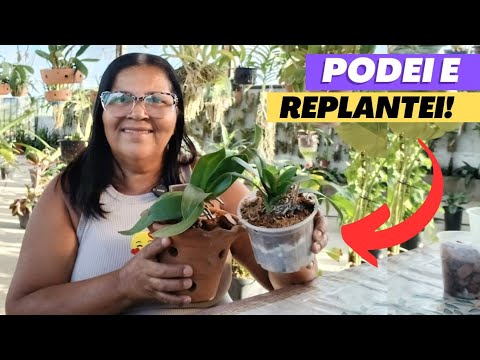🔵HOW TO PROTECT AND REPLANT PHALAENOPSIS WITH MUDINHAS!?️ 🔵HOW TO PROTECT AND REPLANT PHALAENOPSIS WITH MUDINHAS!?️