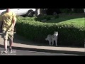 Thinking Dogs Redwood City CA Canine Training Obedience