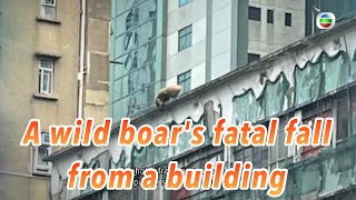 Tvb News 14 Nov 2022 A Wild Boars Fatal Fall From A Building