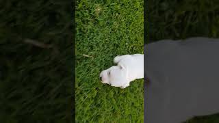 English Staffy Pup Daisy