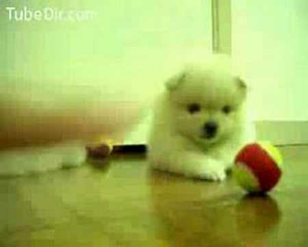 Yorkiepuppies Youtube on Cute Puppy Plays With Ball 01 50