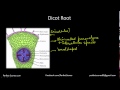 Monocot & Dicot Root, Stem and Leaf (Grade 11) (Pre-Medical Test)