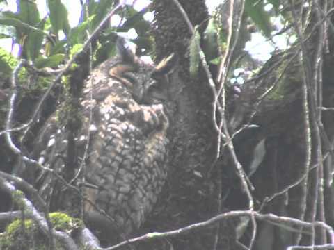 Header of Abyssinian Owl
