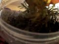 My Ecuadoria hermit crabs arrived!