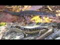 Animal Week - Salamanders