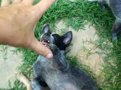 Australian+cattle+dog+puppies+for+sale+in+tn