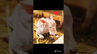 Beautiful Hallikar Calf Drinking Milk Pride Of Karnataka Desi Cow