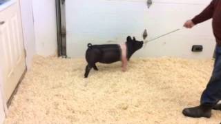 Winmor Farms, 93-9 Hamp Gilt, Selling Wed. Oct. 29Th -- Showpig