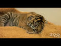 Cute baby tiger kitten