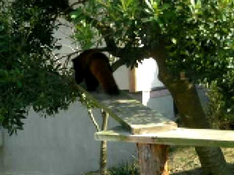 レッサーパンダ（大牟田市動物園）