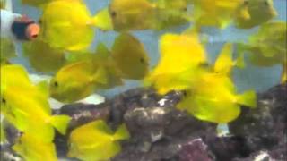 Achillies, Yellow Tang - Wholesale Facility in California - Aquatic Empires
