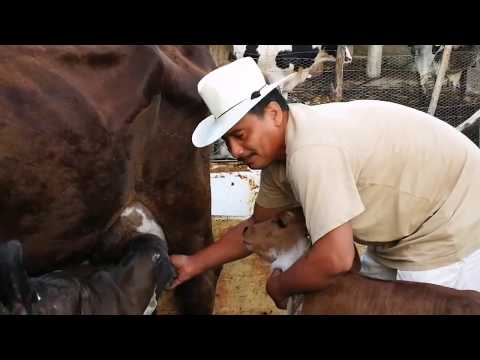 Vacas ya Parieron Crรญas Holstein con brahman--El Salvador en el campo