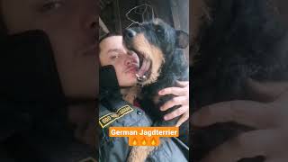 German Jagdterrier