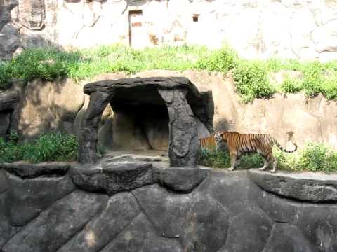 トラ　浜松市動物園