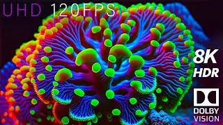 8K 120Fps 'Coral Reef' Hdr Dolby Vision