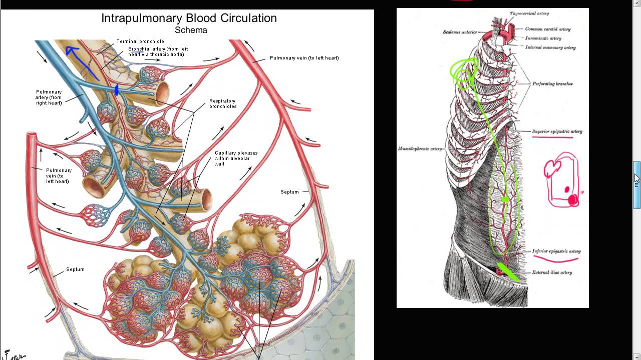 #59P - Bronchial artery collateral circulation, Anastomosis, Cor