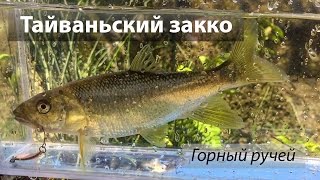 Река 北勢溪, Тайвань. Тайваньский закко и Dace на микро колеблющиеся блёсны.