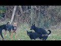Asian stray dogs mating hard successful. Dogs mating.