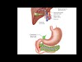 Bile Movement