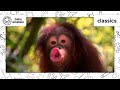 Youtube Thumbnail World Animal Adventure, Part 1 | Animal Videos for Kids | Baby Einstein