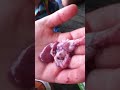 porphyriacus