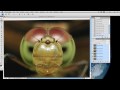 Focus Stacking (Photoshop CS4)