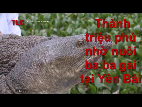 Thành triệu phú nhờ nuôi ba ba gai tại Yên Bái