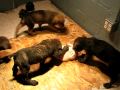 Cleveland Cane Corso puppies From Superior kennels Out of Color and Celebrities Gotti