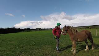 Vlog in which Felix learns to keep his legs still while I use my duster on him