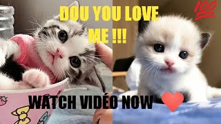 Cats baby - Cute and Funny Baby Cat Amazing Videos Compilation