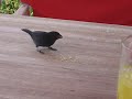 Little bird eating sugar from our lunch table