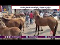 350 Years History Of Horse Fair In Maharashtra | A bustling horse market with a history of 350 years