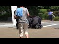 終戦の日 安倍総理車列に男突入!!即SPに取り押さえられる!!2013.8.15