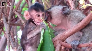 Animals Monkey, Watch baby cute monkey on the tree / popular daily