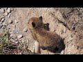 Baby Fox